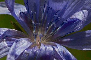 Cikoria (detalj) Cikoria eller vägvårda, i Skåne dialektalt blåbinkegräs och blåblinka, (Cichorium intybus) är en flerårig ört i familjen korgblommiga växter med ljusblå...