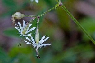 Kalkbro naturreservat Backglim (Silene nutans) är en flerårig ört i familjen nejlikväxter som kan bli upp till femtio centimeter hög. Backglimmets blommor är uteslutande anpassade...
