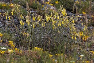 Blomprakt i grusås Onosma paniculatum ingår i familjen Boraginaceae (förgätmigejväxter) och omfattar 150 arter av fleråriga örter med mörka lila rötter.