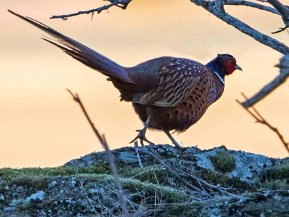 Hönsfåglar (Tetraoninae)