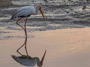 Ibisar (Threskiornithidae)