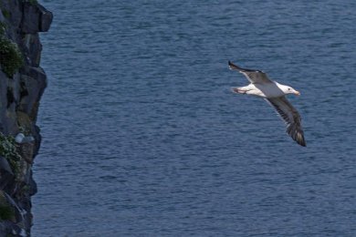 Havstrut vid Snæfellsneshalvön 160603