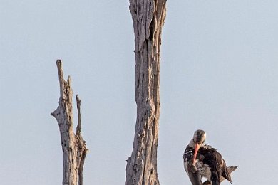 Rödnäbbad noshornsfågel i Ruaha np