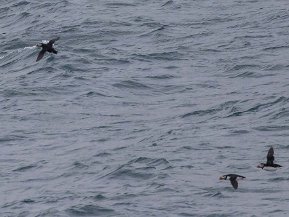 Alkor (Alcidae)