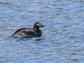 Andfåglar (Anser Branta)