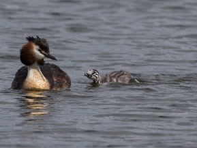 Doppingar (Podicipedidae)