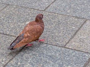 Duvor (Columbidae)