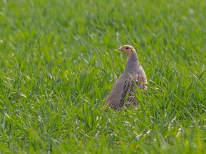Fälthöns (Phasianidae)