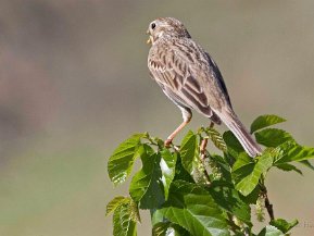 Fältsparvar (Embirizidae)