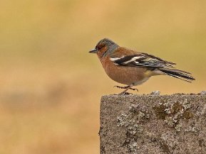 Finkar (Fringillidae)