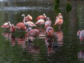 Flamingoer (Phoniencopteriformes)