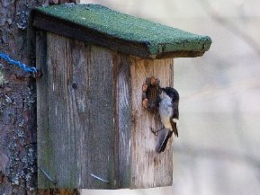 Flugsnappare (Muscicapidae)