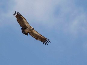 Gamar (Gypaetus, Guyps mfl)