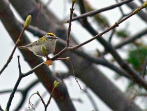 Kungsfåglar (Regulus) Gärdsmyg (Troglodytes)