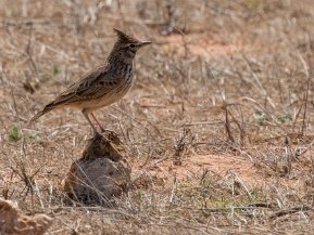 Lärkor (Alaudidae)