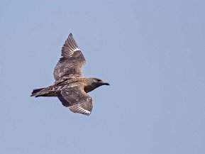 Labbar (Stercoariidae)