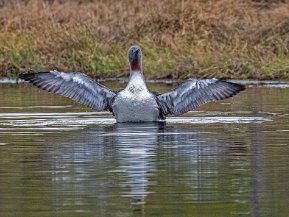 Lommar (Gaviidae)