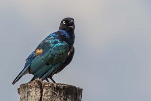 Praktstare, Mikumi, Tanzania Praktstare (Lamprotornis superbus) i Mikumi nationalpark. Lamprotornis är en stor biologisk släkt av glansstarar, alla lever i Afrika söder om Sahara. De flesta...