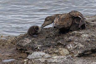 Kom till mamma! Kom till mamma! Eiderhona hämtar in unge på Stora Karlsö