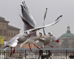 Fiskmåsar Luftstrid om brödbit på Strömmen i Stockholm.