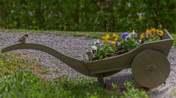 Pilfink och penséer Pilfink och penséer på Kapellets gård