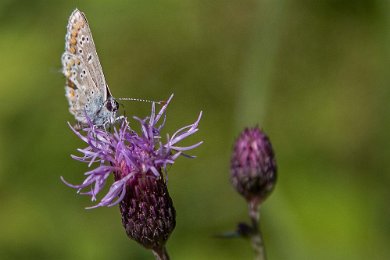 Hedblåvinge Hedblåvinge (Plebejus idas)