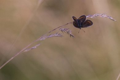 Hedblåvinge, hona Hedblåvinge (Plebejus idas) är en fjärilsart i familjen juvelvingar. Hanen är blåviolett på vingarnas ovansida. Vingarna har en brunsvart kant och längst ut...