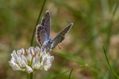 Ljungblåvinge Ljungblåvinge (Plebejus argus)är en fjärilsart i familjen juvelvingar. Vingbredden varierar mellan 23 och 27 millimeter, på olika individer