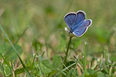 Ljungblåvinge Ljungblåvinge (Plebejus argus), är en fjärilsart i familjen juvelvingar. Vingbredden varierar mellan 23 och 27 millimeter, på olika individer.
