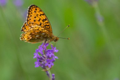 Skogspärlemorfjäril Skogspärlemorfjäril (Argynnis adippe) är en orange fjäril med brunsvarta fläckar. Den miljö den lever i är ängar där det växer blommor, skogsgläntor och annan...