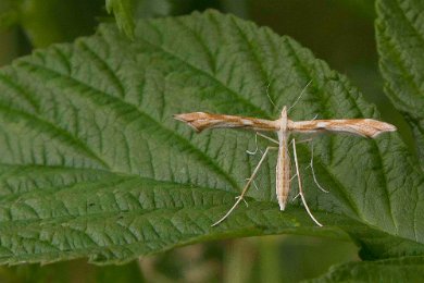 Teveronikefjädermott (Stenoptilia pterodactyla)
