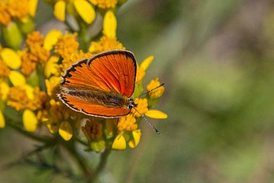 Vitfläckig guldvinge hane (Lycaena virgaureae)