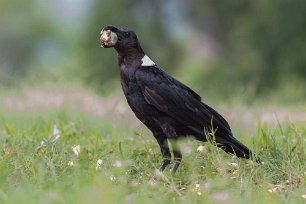 Svartvit kråka i Tanzania Svartvit kråka (Corvus albus) tillhör familjen kråkor och finns i Afrika söder om Sahara, Madagaskar, Aldabra och Komorerna.