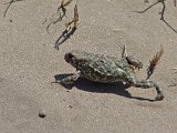 Snakes,snails, frogs, lizard