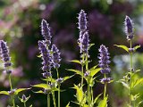 The Herb garden
