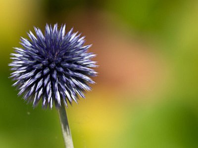 Blå bolltistel i Kapellets blomhörna  Den blå bolltisteln (Echinops bannaticus) har odlats för sitt prydnadsvärde i Sverige sedan 1600-talet. I slutet av 1700-talet tog europeiska emigranter med sig sina favoritväxter till USA. Därför växer den blå bolltisteln bl.a. i president George Washingtons trädgård i Mount Vernon. Erik Axel Karlfeldt planterade blå bolltistel i sin trädgård i Sjugare by, Dalarna.