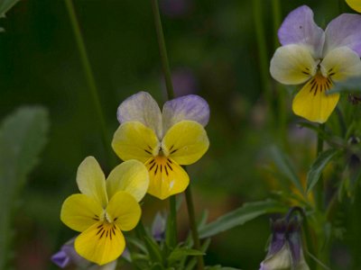 Blommor på Kapellets gård 120614-8  Styvmorsvioler (Viola tricolor) på Kapellets gård.