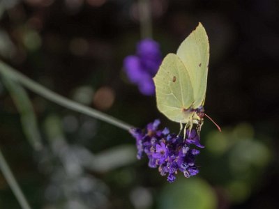 citronfjäril  Cistronfjäril i lavendel på brf Kapellets gård.