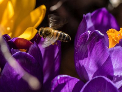 Honungsbi  Från blomma till blomma –honungsbi (Aspis) på Kapellets gård.