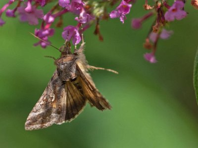 Gammafly  Gammafly (Autographa gamma) i buddleja på Kapellets gård. En fjäril i familjen nattflyn som har fått sitt svenska namn av den silvervita teckningen,  som liknar den grekiska bokstaven gamma,  på framvingarna.