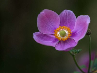 Höstanemon på brf Kapellets gård  Höstanemon (Anemone hupehensis) är en art i familjen ranunkelväxter och förekommer naturligt i centrala Kina. Tålig, anspråkslös, högrest trädgårdsväxt som kan bli mycket gammal om den lämnas att växa i fred. Den behöver inte delas (Wikipedia).