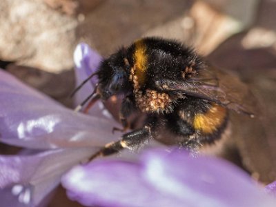 Humla med kvalster  Kvalsterbemängd humledrottning på krokus på Kapellets gård. Kvalster (av arten Parasitellus fucorum)  liftar med humledrottningar till ett nytt bo, där de, utan att skada humlorna, lever av vax och andra smådjur.