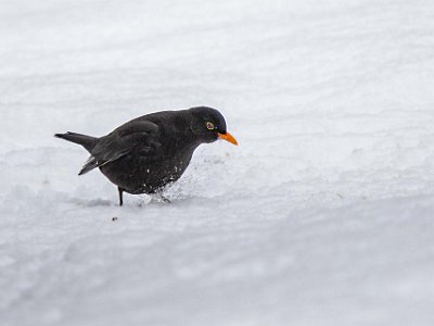 Koltrast på Kapellets gård  Koltrast sprätter fram frön i snön nedanför Kapellets fågelmatning.