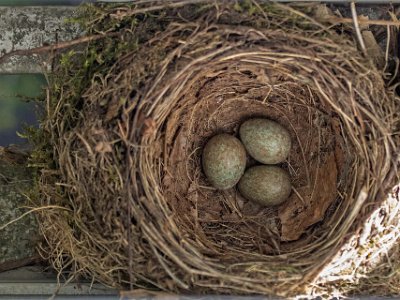 Koltrasthäckning  Ägg i koltrastbo i Gunilla Cederlöfs balkong.