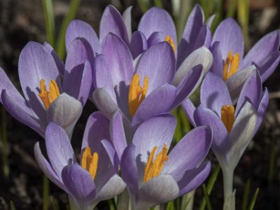 Krokus i blom  Krokusar på Kapelltes gård.