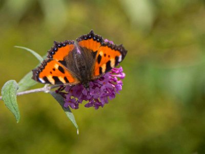 Nässelfjäril på buddleja  Nässelfjäril på buddleja på brf Kapellets gård, Strängnäs