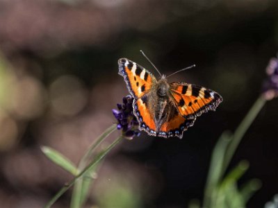 Nässelfjäril  Nässelfjäril på lavendel på brf Kapellets gård.