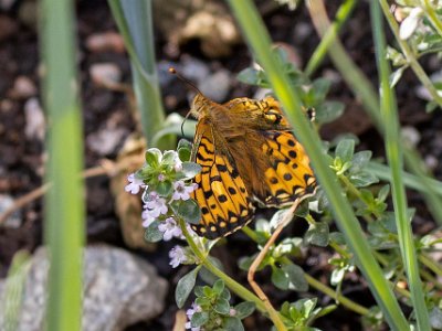 Nykläckt fjäril  Nykläckt pärlemorfjäril på Kapellets gård.