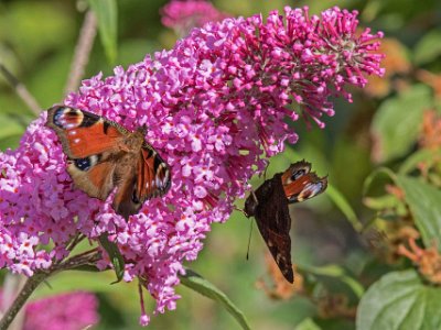 Påfågelöga  Två påfågelöga på buddleja på brf Kapellets gård