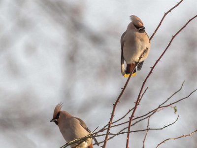 Sidensvansar  Sidensvansar letar efter nypon vid Kapellets parkering